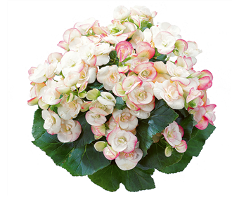 B. ‘Amstel series 2’